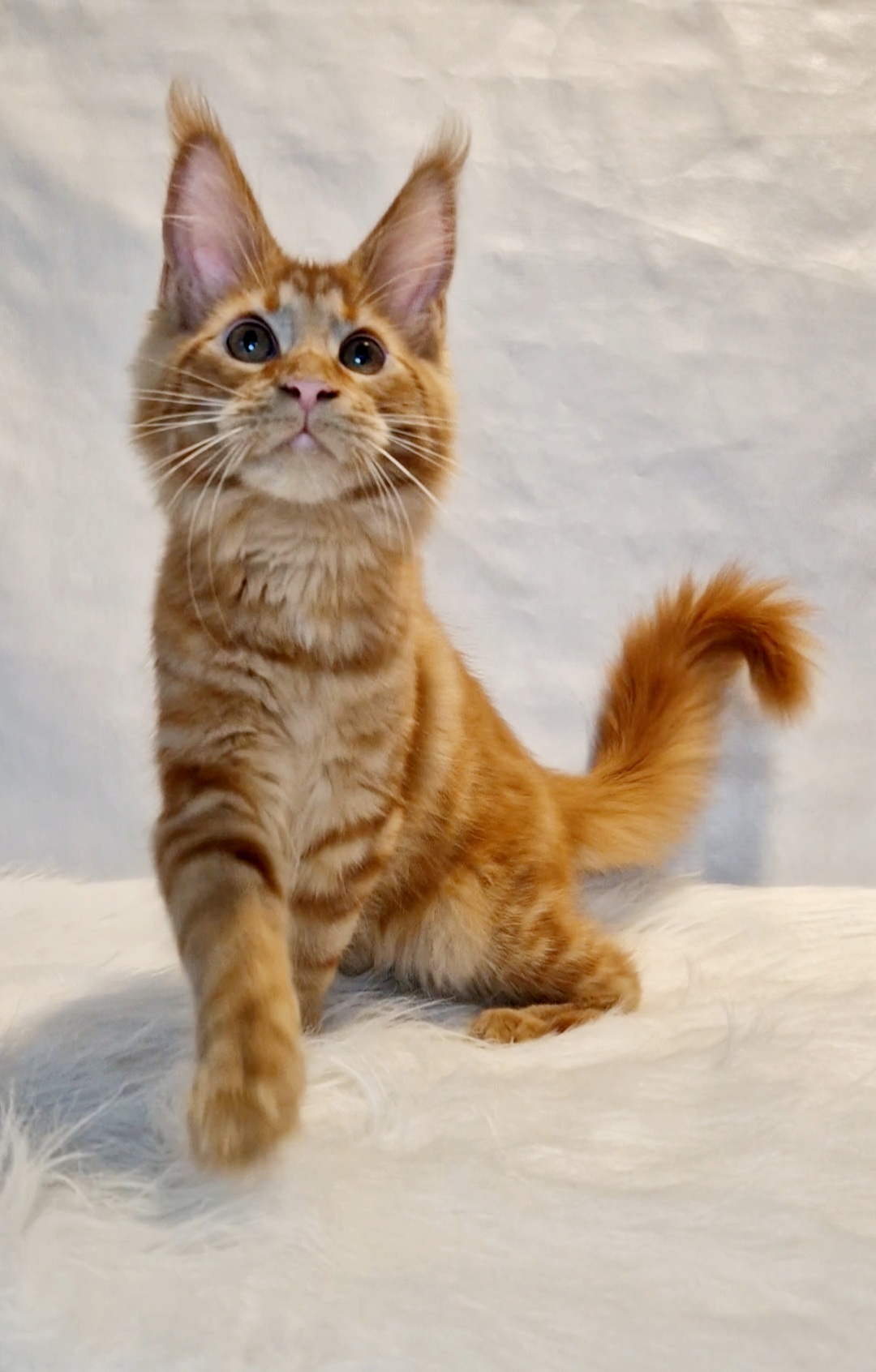 KCH. Tsuyū le Cocoon des étangs